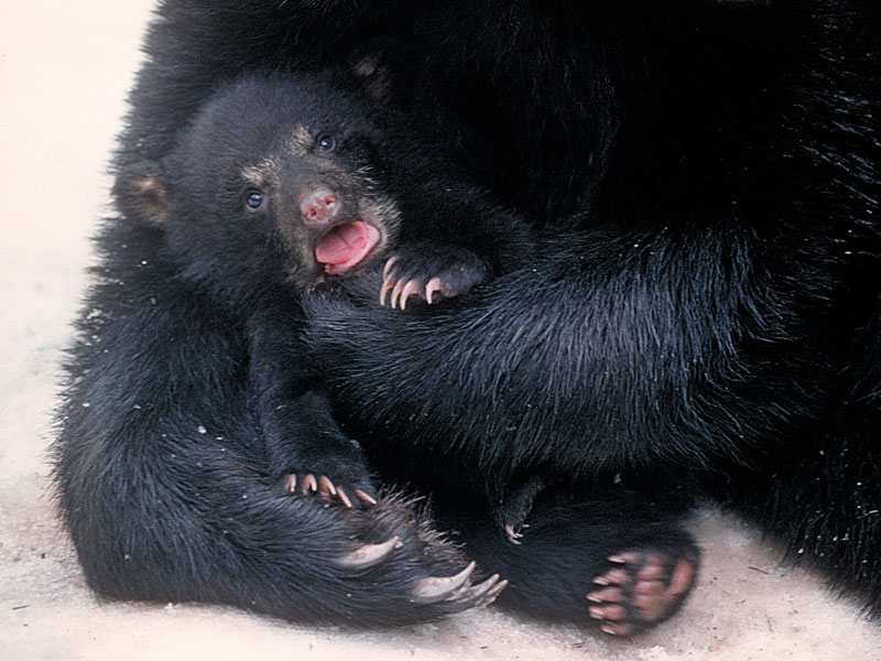 Normal Cub Cub Vocalizations - Mother Responses - Bear Necessities - NABCBear ...