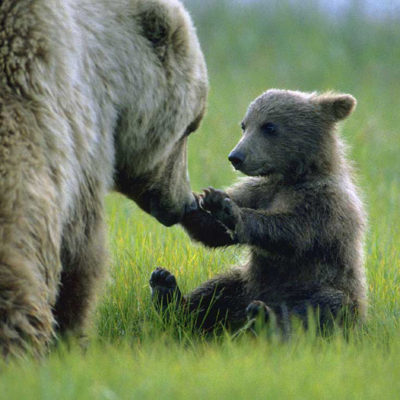 <h2>Patty Cake</h2>
<p>After a day of grazing on plants on this saltwater sedge flat, this grizzly bear mother took an hour to play with her cub at dusk.
</p>