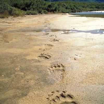 <h2>Grizzly tracks</h2>
<p>“Seeing animal tracks is sometimes more powerful than seeing the animals themselves” Cody Dwire 9/22/2000. “It is an honor to walk where such magnificent animals have gone before” Lee Williams 10/3/2000.
</p>