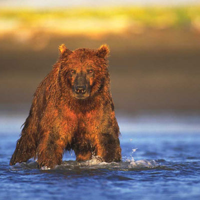 <h2>Grizzly devil</h2>
<p>The rising sun gives this grizzly a devilish look. But there is a big difference between the demonized bears of our folklore and the bears of reality. After spending hundreds of hours close to coastal grizzlies like this one, Lynn Rogers says, “I’ve never felt the least bit threatened by them. I’m more worried that I might scare THEM!”
</p>