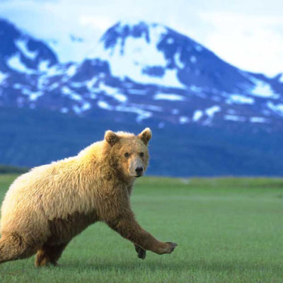 <h2>Retreating</h2>
<p>Despite their reputation, grizzly bears are almost always timid and retreating.
</p>