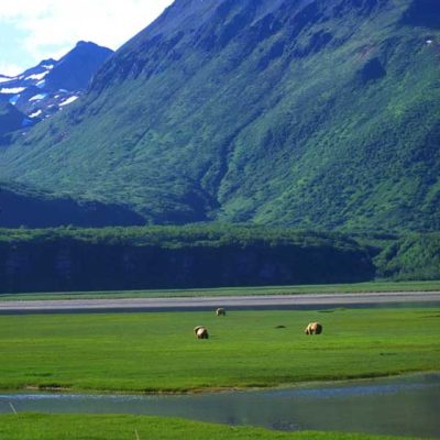 <h2>Saltwater Sedge Flat</h2>
<p>Coastal sedge flats are rich feeding areas for coastal grizzlies in Alaska in late spring and summer.
</p>