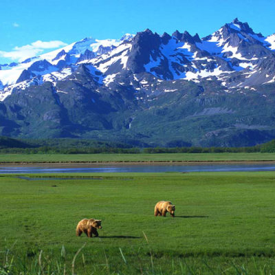 <h2>Grizzly gathering place</h2>
<p>Up to 33 grizzlies can be seen at once on this sedge flat where bears have foraged for thousands of years. Seven are visible here, counting five across the river.
</p>