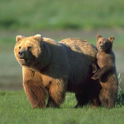 <h2>The Protector</h2>
<p>Grizzly cubs run to their mothers for protection, while black bear cubs run for trees. Attacks by defensive mothers account for 70 percent of human deaths from grizzly bears, but mother black bears are not known to have killed anyone in defense of cubs. The idea that black bear mothers are likely to attack is one of the biggest misconceptions about black bears.
</p>