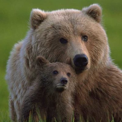 <h2>Heir to her knowledge</h2><p>Bears may be the most intelligent of the North American mammals according to their brain structure, the experience of animal trainers, and tests at the Psychology Department at the University of Tennessee. Grizzly bear mothers spend 1½ to 3½ years showing their cubs where and how to obtain food. The cubs’ ability to form mental maps and remember locations may exceed human ability.
</p>