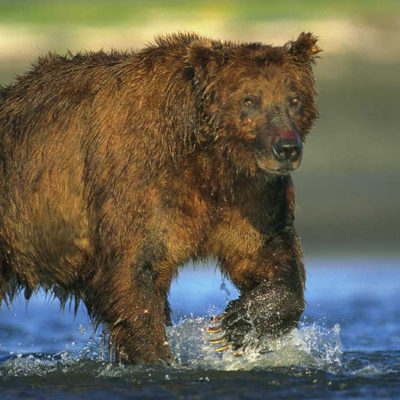 <h2>Mature male coastal grizzly bear</h2>
<p>At low tide, coastal grizzlies search ocean bays for salmon that are gathering to swim up streams to spawn.
</p>