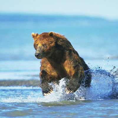 <h2>Beginning a chase</h2>
<p>A half-ton coastal grizzly bear leaps from the water at the mouth of a stream to chase a salmon that swirled in the shallows. When hunting salmon, bears look for swirls, repeatedly smell the water, and run toward splashing sounds.</p>