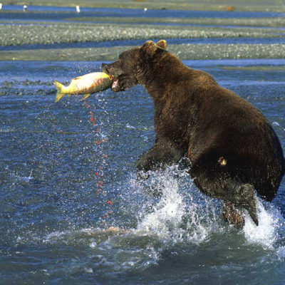 <h2>A big catch</h2>
<p>Coastal grizzlies are larger than interior grizzlies partly because of salmon that spawn in coastal streams. This ripe female chum salmon is streaming a trail of red eggs.
</p>