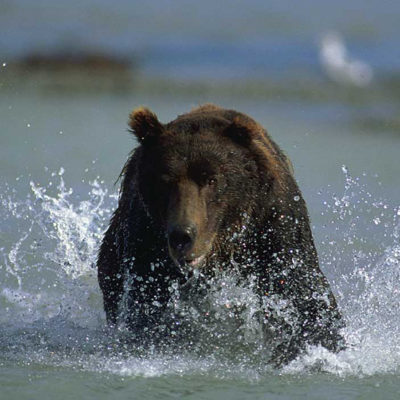 <h2>Chasing a salmon1</h2>
<p>With his eyes fixed on a salmon, this running grizzly demonstrates speed and power.
</p>