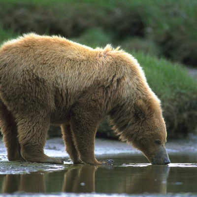 <h2>Drinking from a glacial stream</h2>
<p>This 2½-year-old cub left her mother to drink from a glacial stream.
</p>