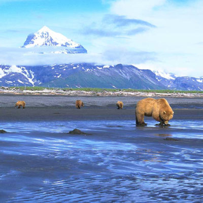 <h2>Drinking from a glacial stream</h2>
<p>This 2½-year-old cub left her mother to drink from a glacial stream.
</p>