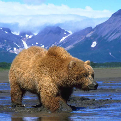 <h2>Working for clams</h2>
<p>The grizzly’s strong forelegs and large claws help them dig faster than the razor clams and butter clams can retreat–sometimes to depths of over two feet under the mud.
</p>