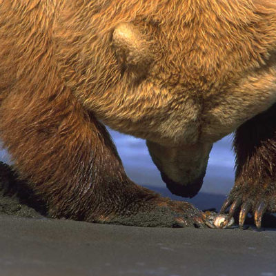 <h2>Delicate power</h2>
<p>This mature grizzly bear female is delicately using one or two claws to open the clam she dug.
</p>