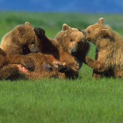 <h2>Hurry, Mom, I’m hungry</h2>
<p>Anxious to nurse, a 2½-year-old grizzly cub pulls its mother down by the ear.
</p>