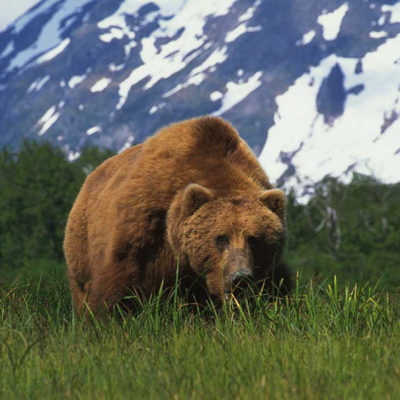 <h2>A mountain of a bear</h2>
<p>Today, the largest brown/grizzly bears are no longer found on Kodiak Island where many have been killed. They are on the protected mainland in Katmai National Park, which is part of the largest grizzly protection area in the world.
</p>