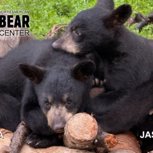 Postcard Cubs